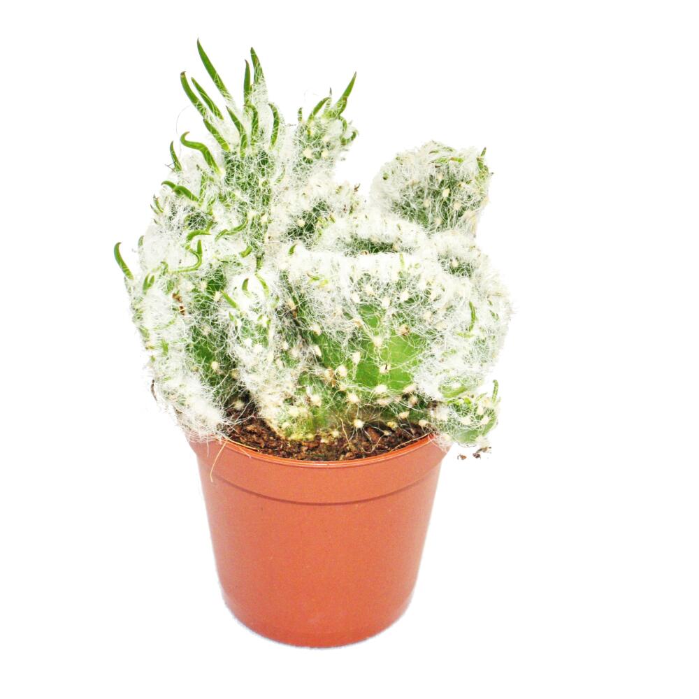 Original shop photograph: Opuntia vestida cristata – crested form – 8.5 cm pot