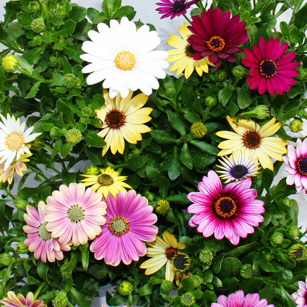 Original shop photograph: Cape daisy – Osteospermum ecklonis – various colours – 11 cm pot – set of 3 plants