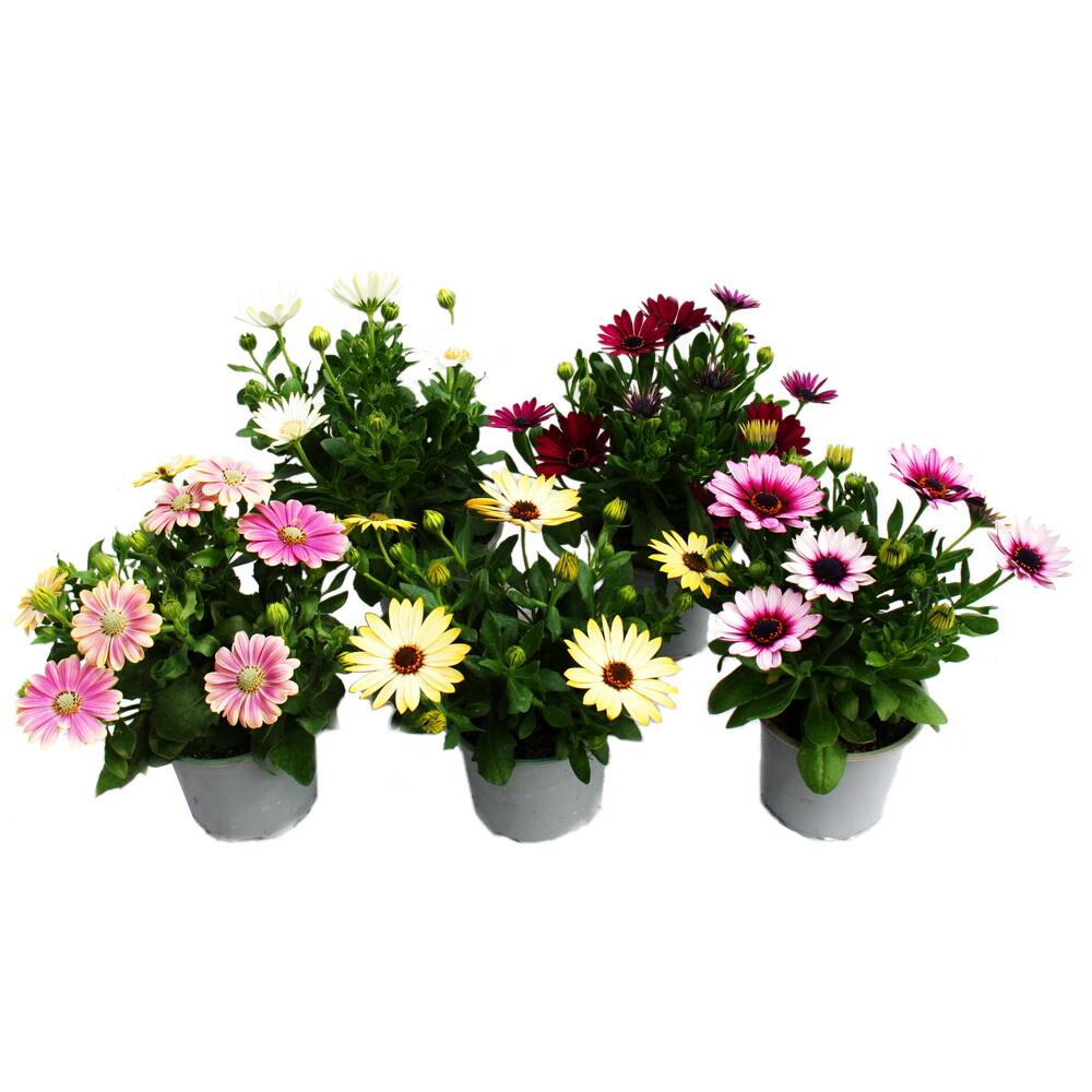 Original shop photograph: Cape daisy – Osteospermum ecklonis – various colours – 11 cm pot – set of 3 plants