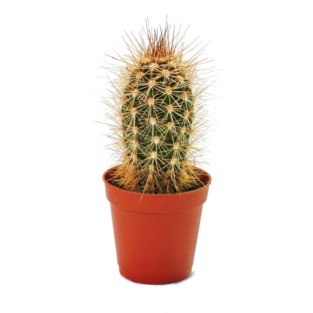 Pachycereus pringlei – original shop view 1
