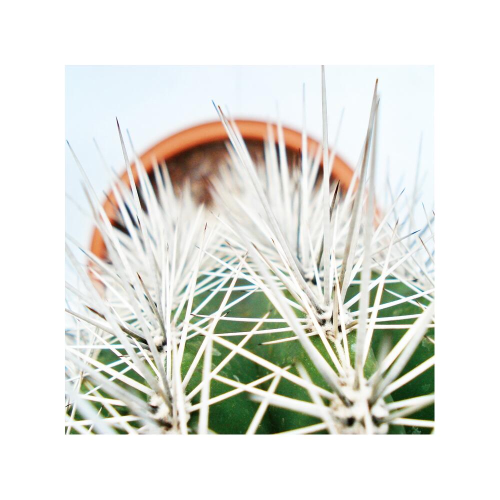 Pachycereus pringlei – original shop view 2