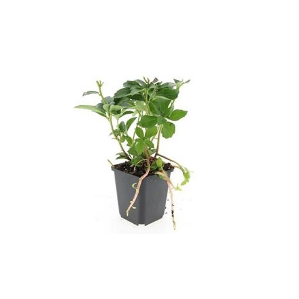 Unveränderte Original-Shopaufnahme: Pachysandra terminalis