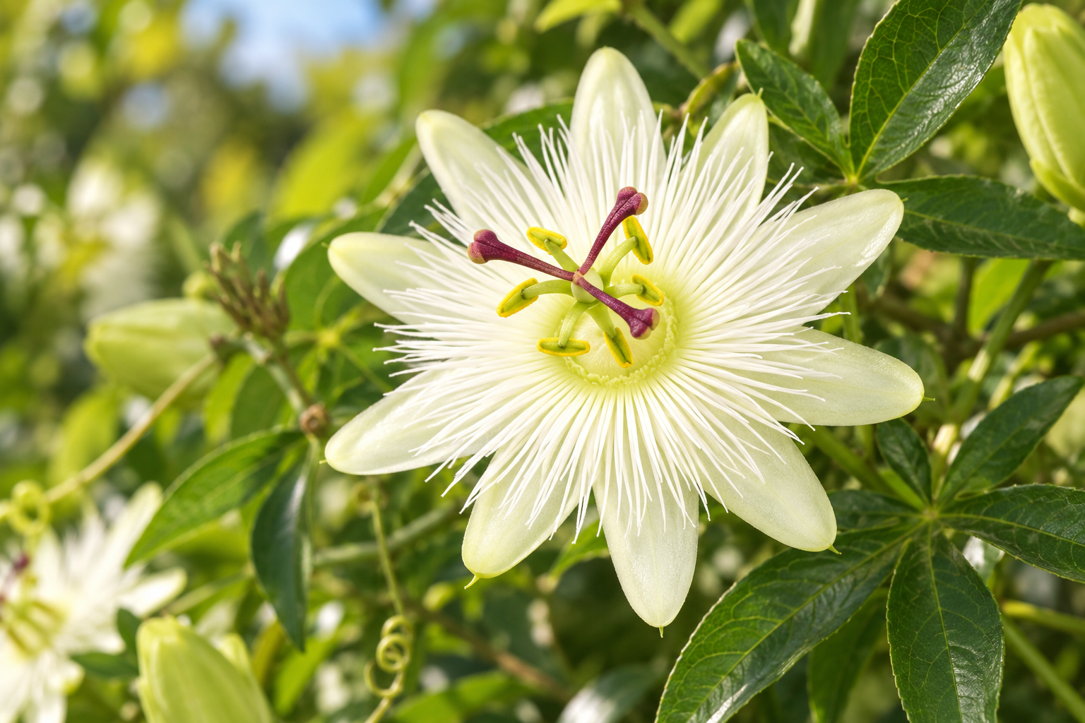 Avalanche passion flower in a flower detail; AI-created