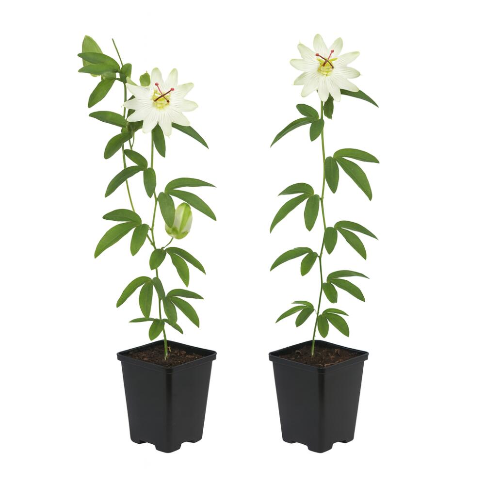 Avalanche passion flower in an unchanged original shop view