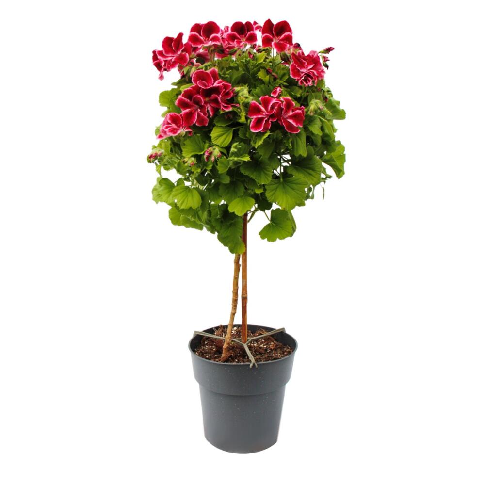 Original-Shopaufnahme: Pelargonium Grandiflorum "Chaplin" - englische Edelgeranie - Stämmchen - 19cm Topf - 60cm - dunkelrot-pink
