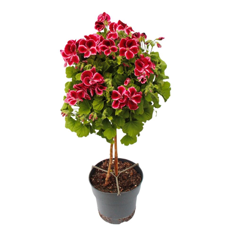 Original-Shopaufnahme: Pelargonium Grandiflorum "Chaplin" - englische Edelgeranie - Stämmchen - 19cm Topf - 60cm - dunkelrot-pink