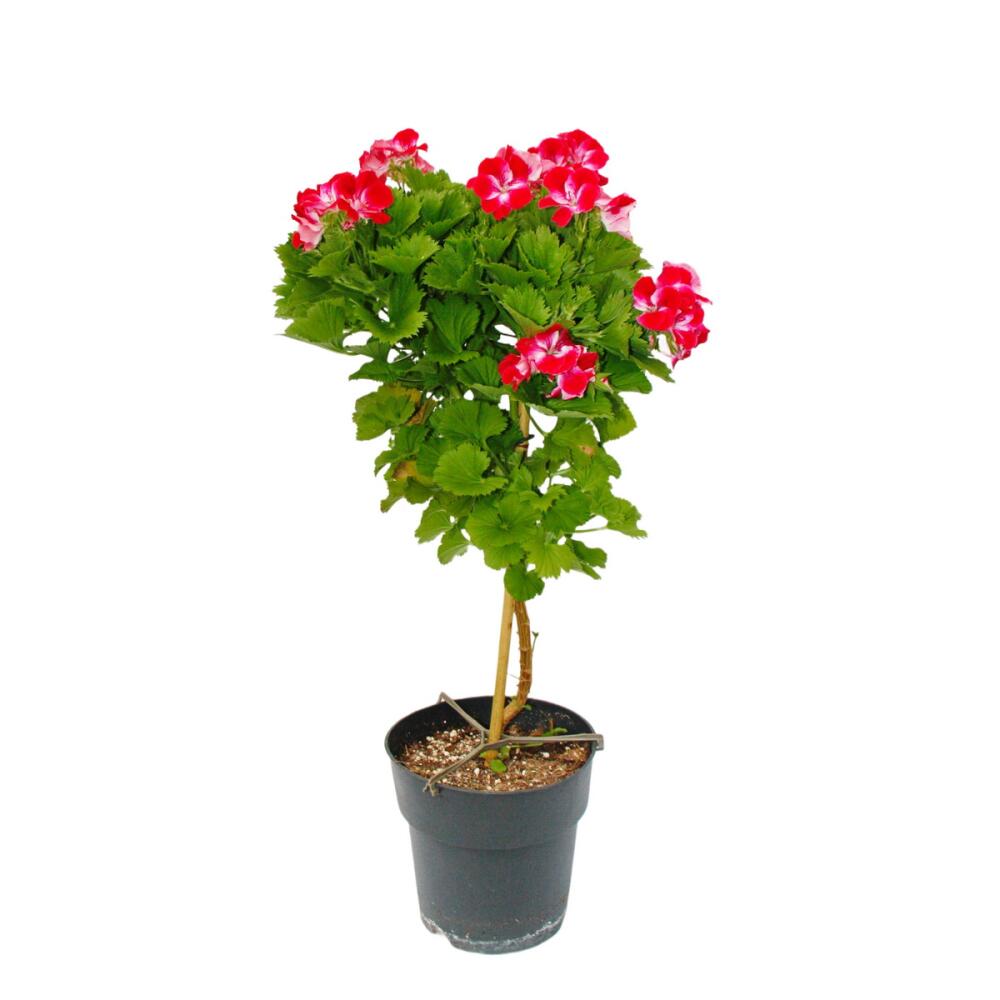 Photo originale de la boutique : Pelargonium Grandiflorum « Swiss » – pélargonium royal anglais – sur tige – pot de 19 cm – 60 cm – rouge et blanc