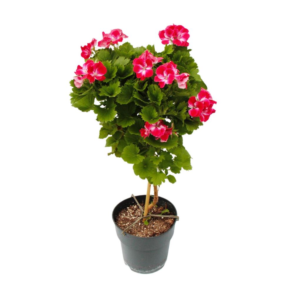 Photo originale de la boutique : Pelargonium Grandiflorum « Swiss » – pélargonium royal anglais – sur tige – pot de 19 cm – 60 cm – rouge et blanc