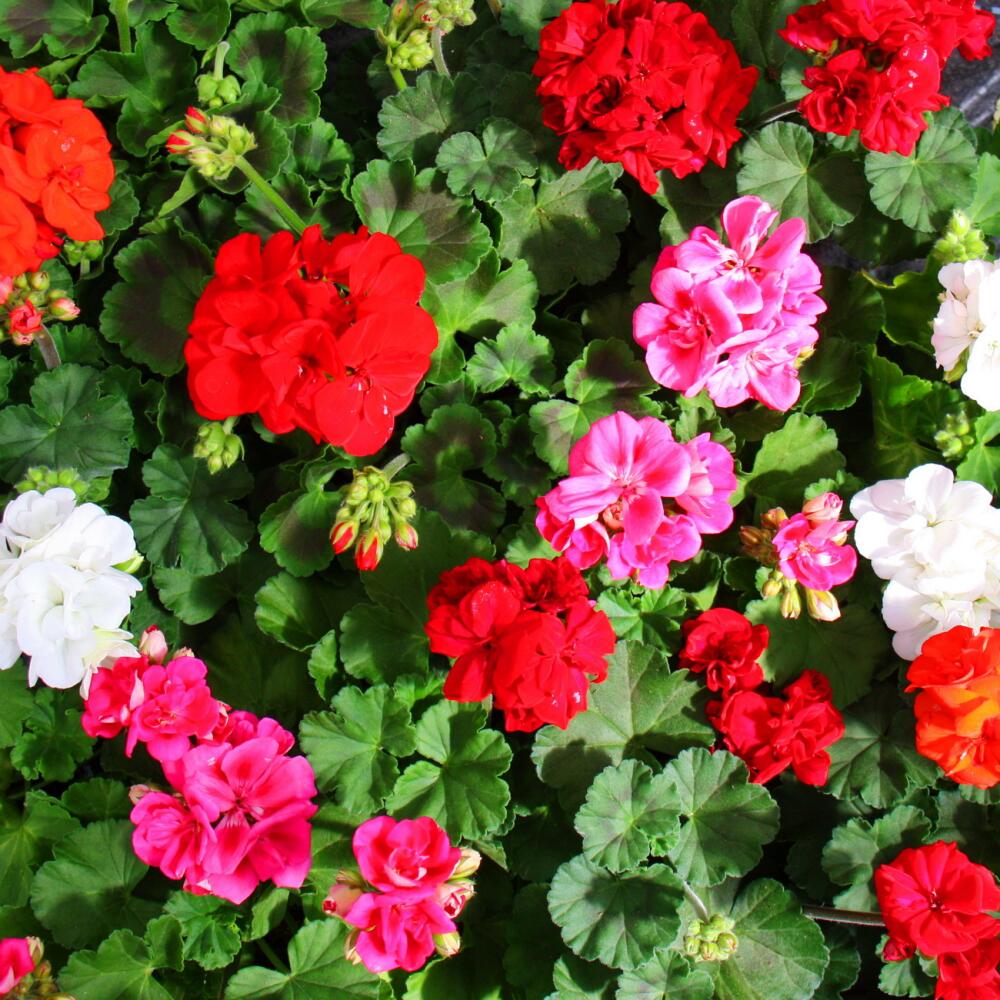 Photo originale de la boutique : géraniums dressés – Pelargonium zonale – diverses couleurs – pot de 12 cm – lot de 3 plantes