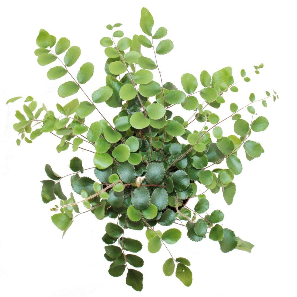 Unveränderte saubere Original-Shopaufnahme: Pellaea rotundifolia - Pelle- oder Urweltfarn - 9cm Topf