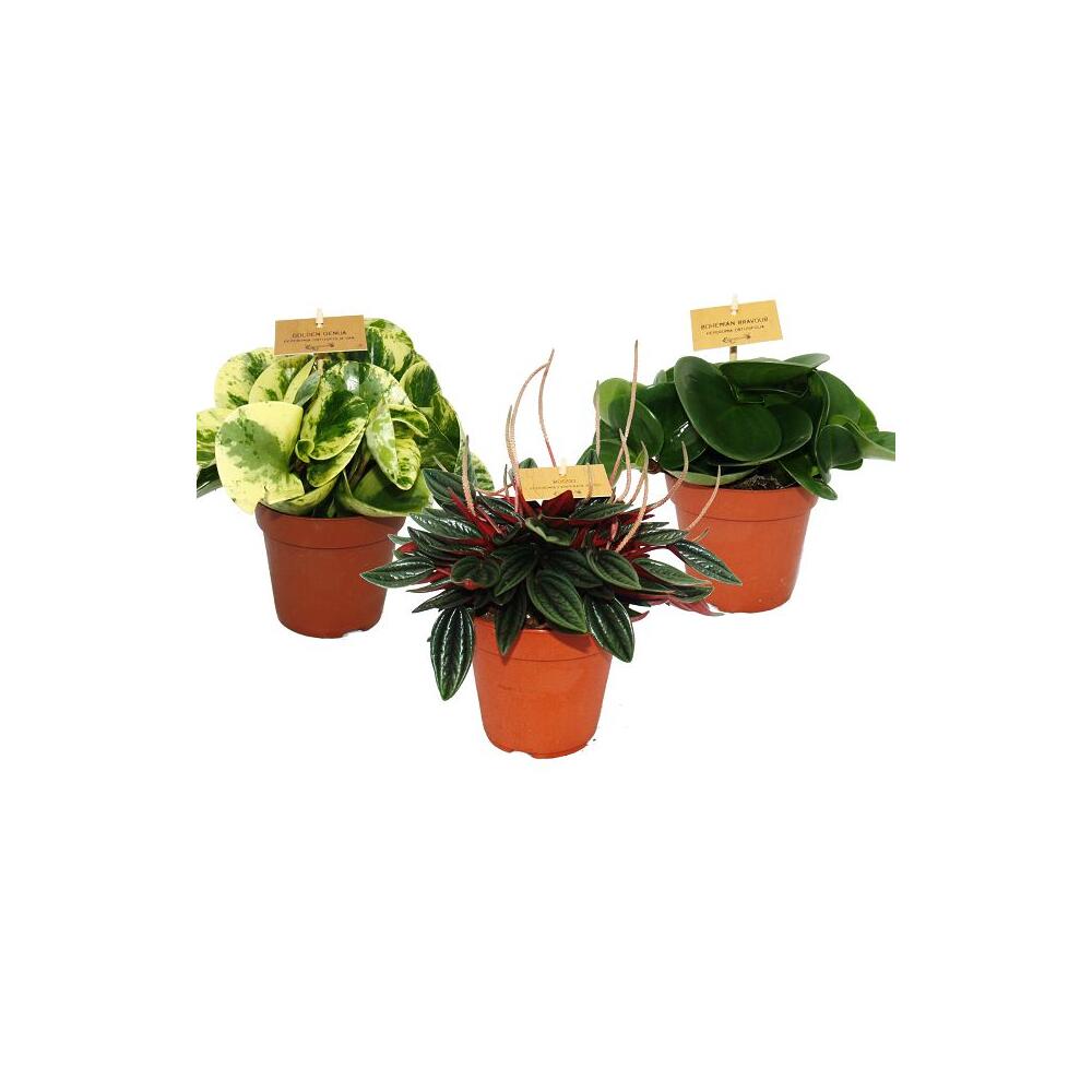 Photo originale du shop : lot de trois pépéromias Eden Mix, trois plantes en pots de 12 cm