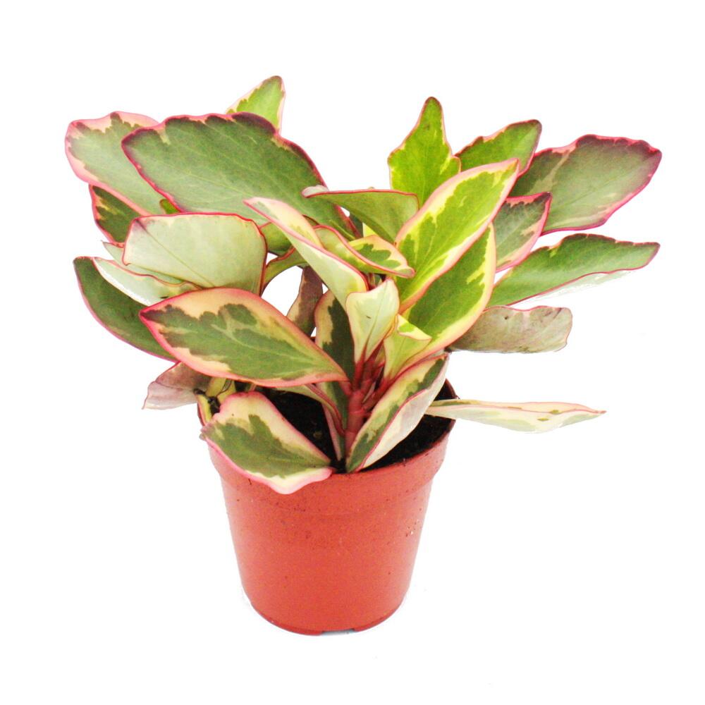 Original-Shopaufnahme: Peperomia clusifolia 'Jewel' - buntblättriger Zwergpfeffer - im 12cm Topf