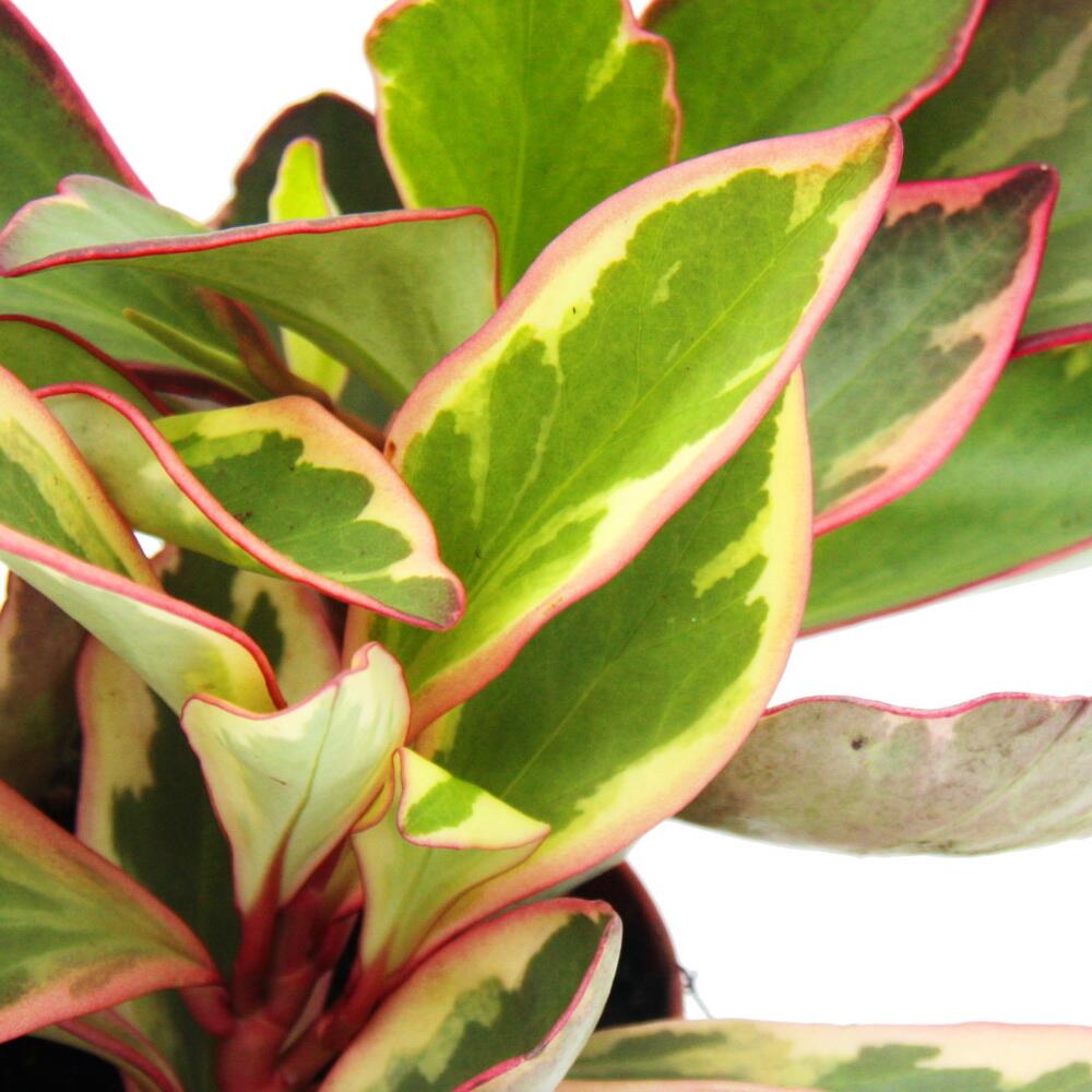 Original-Shopaufnahme: Peperomia clusifolia 'Jewel' - buntblättriger Zwergpfeffer - im 12cm Topf