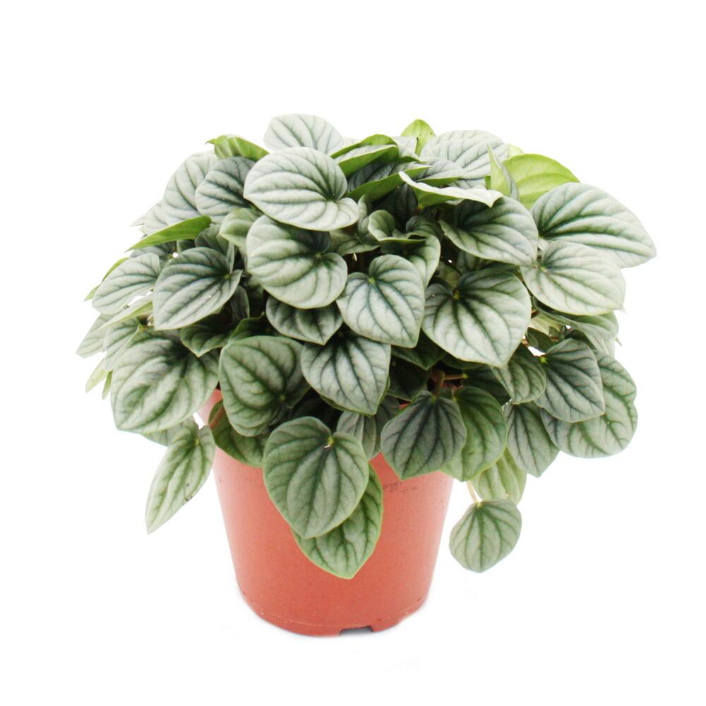 Original-Shopaufnahme: Peperomia caperata Moonlight - grauer Zwergpfeffer - im 15cm Topf