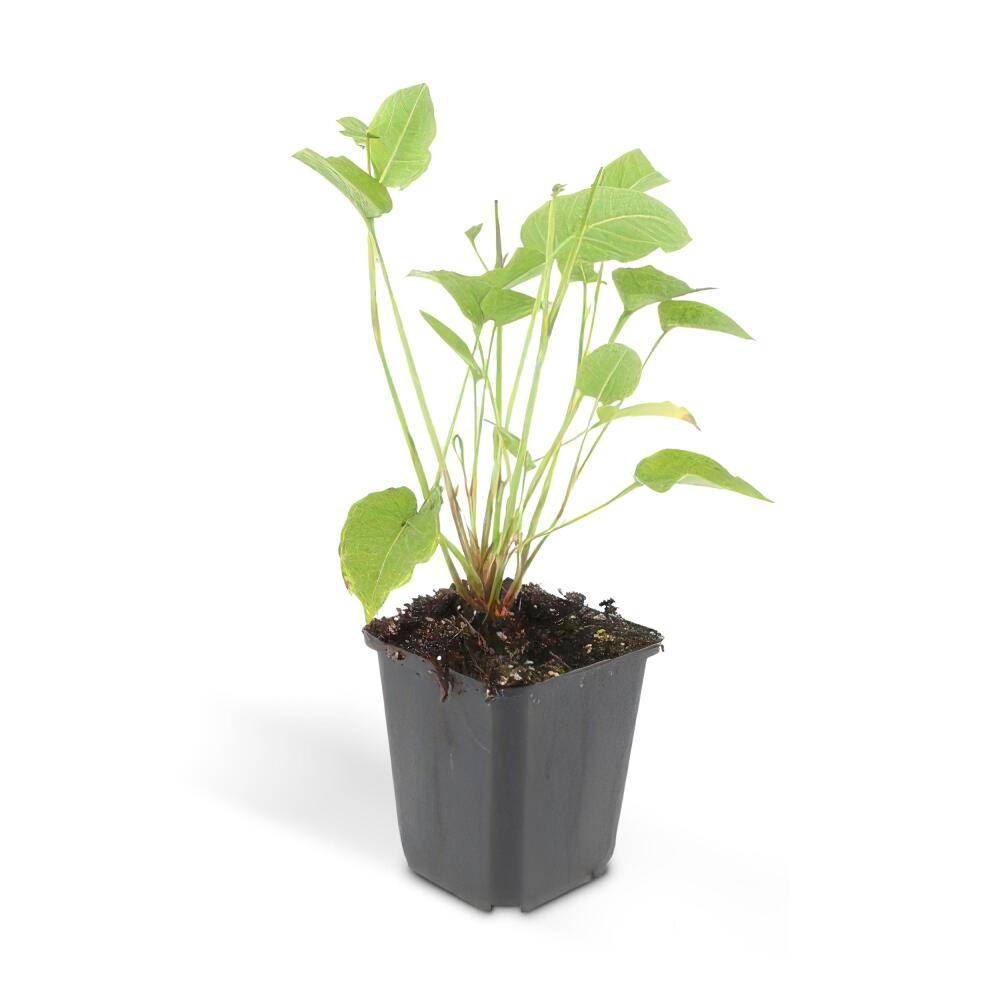 Kerzen-Knöterich als junge, blütenlose Pflanze im schwarzen 9-cm-Kulturtopf auf sauberem Original-Shopfoto