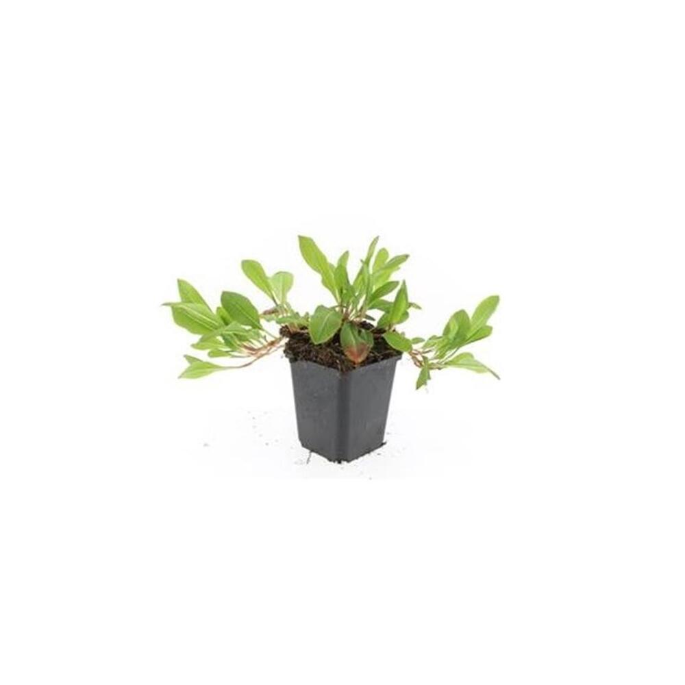 Photo inchangée du shop : jeune Darjeeling Red verte en pot de culture noir de 9 cm