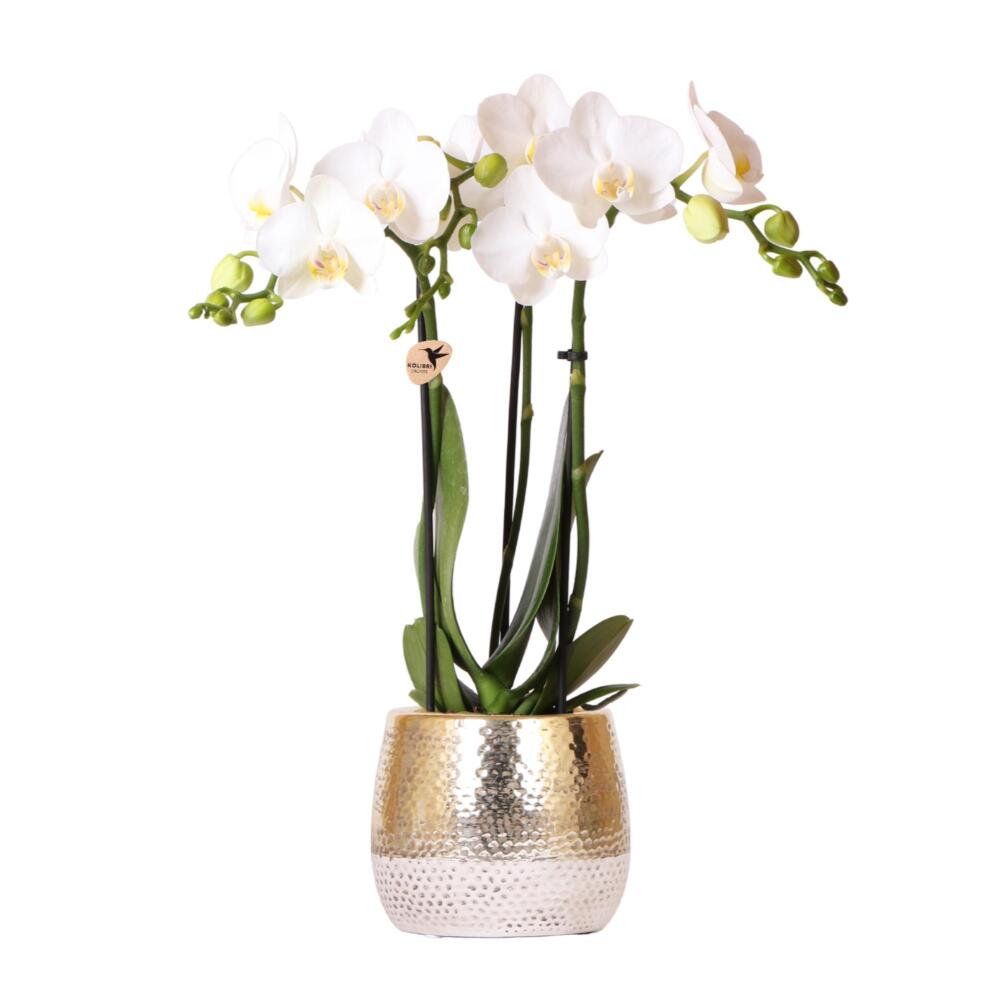 Original shop photograph: Kolibri Orchids white Phalaenopsis Amabilis with golden Elite outer pot, 9 cm pot, 40 cm height, flowering houseplant