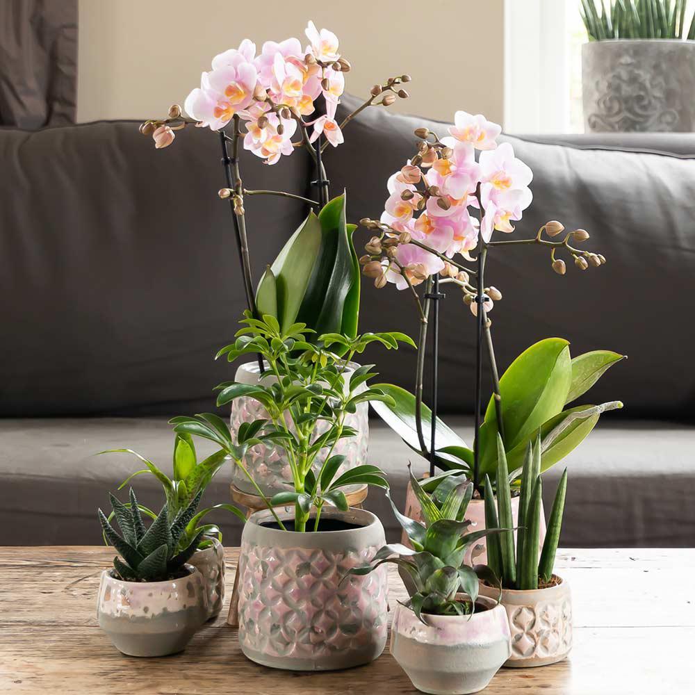 Original propre de boutique inchangé : deux orchidées Andorra roses dans un arrangement de salon avec d’autres plantes