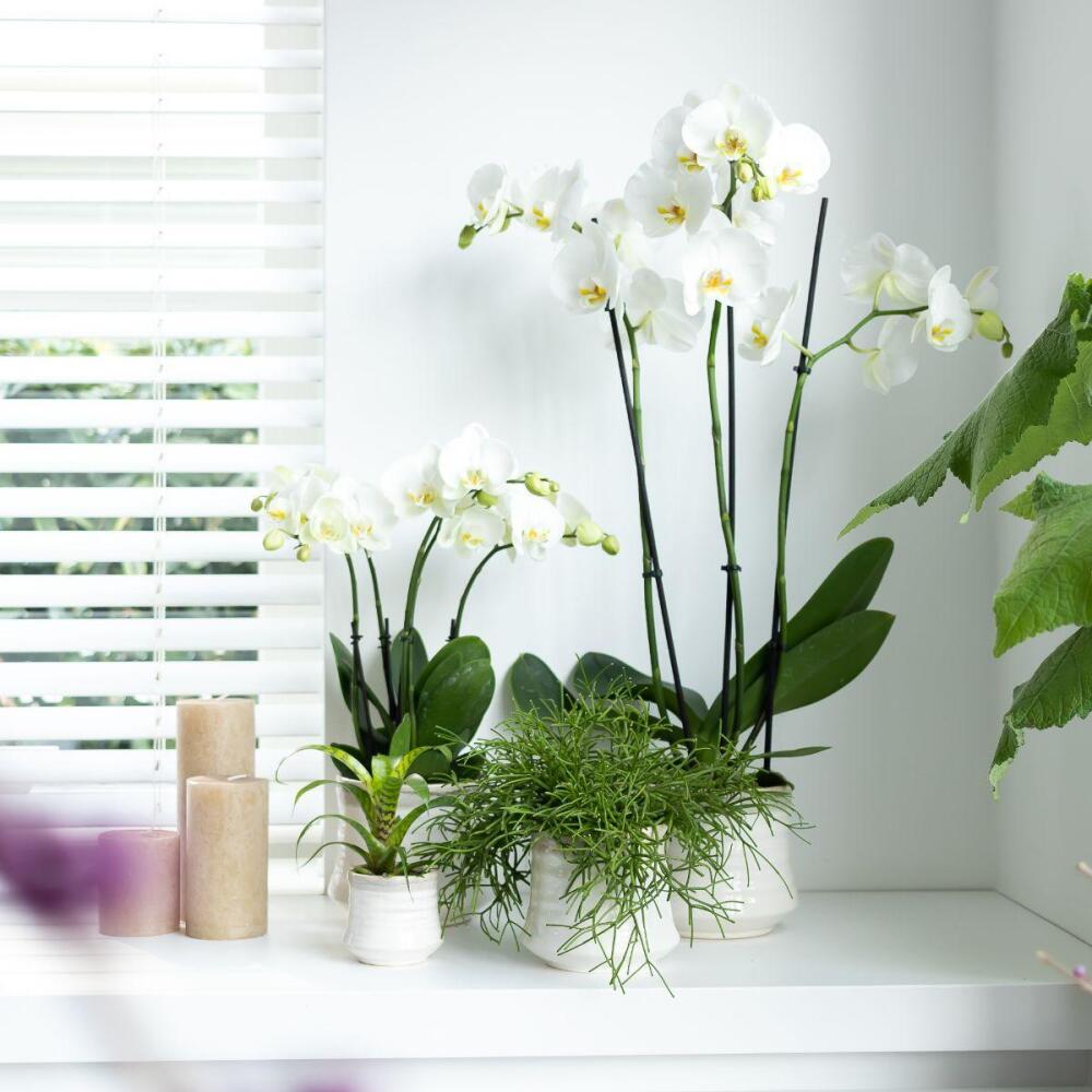 Unverändertes sauberes Shoporiginal: Dame Blanche als größere weiße Orchidee rechts im Fensterarrangement