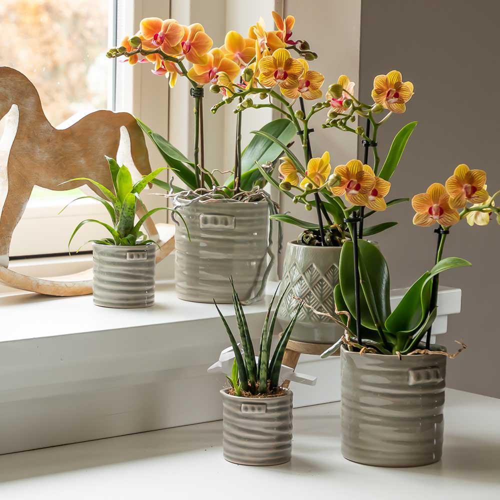 Unveränderte Original-Shopansicht: Phalaenopsis Jamaica