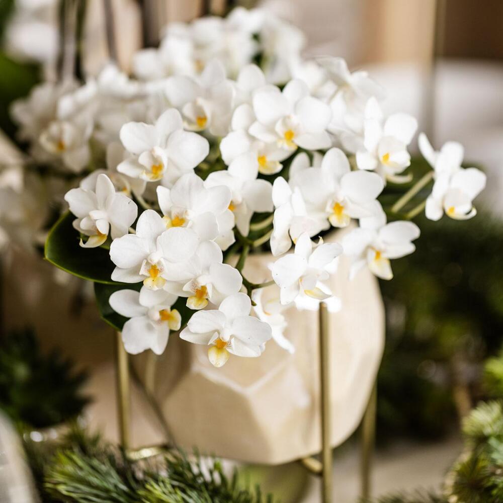 Unveränderte saubere Original-Shopaufnahme: Kolibri Orchids Weiße Phalaenopsis Orchidee - Nazaré - Topfgröße 9cm