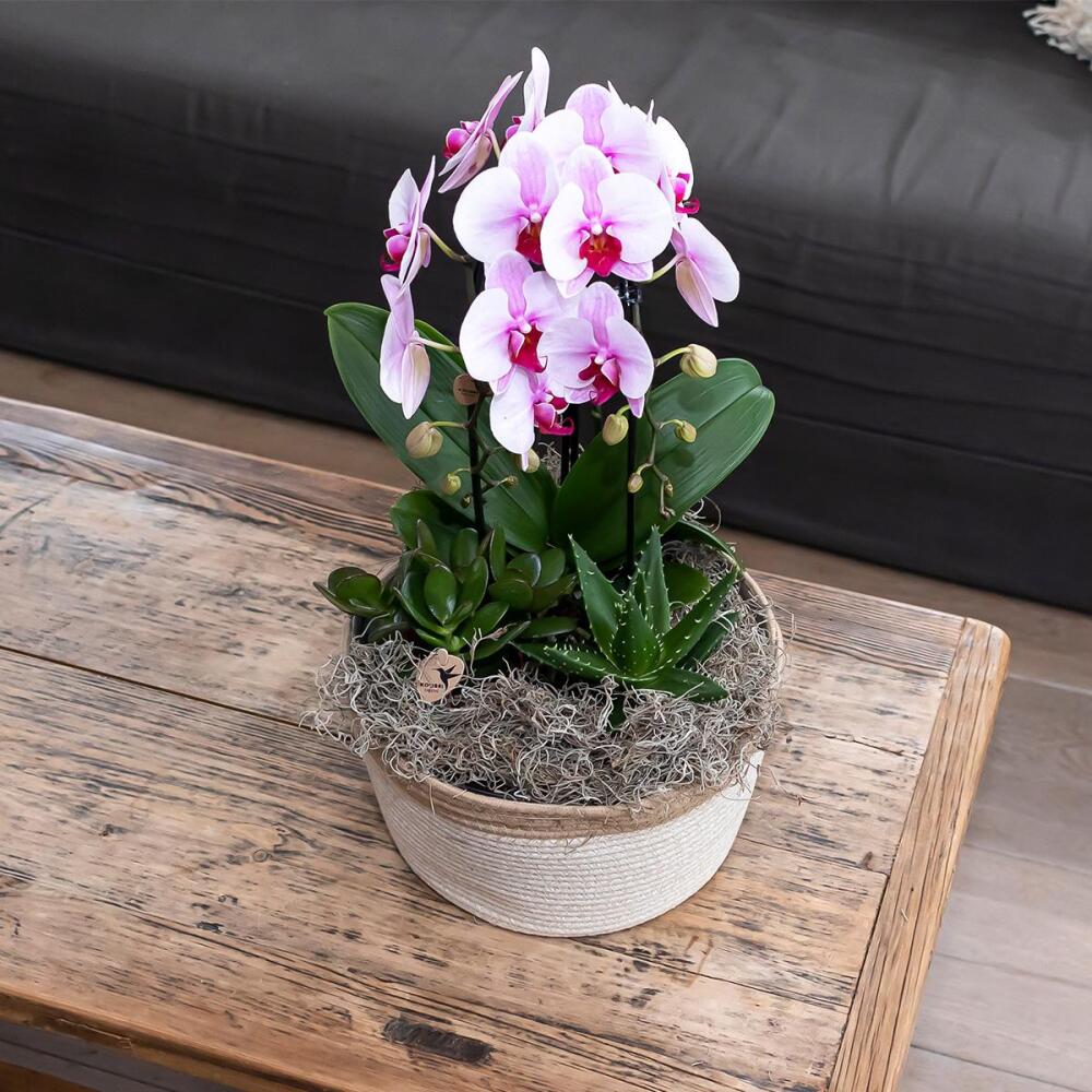 Original-Shopaufnahme: Kolibri Orchideen - Rosa Phalaenopsis Orchidee - Niagara Fall - Topfgröße 12cm - frisch vom Züchter