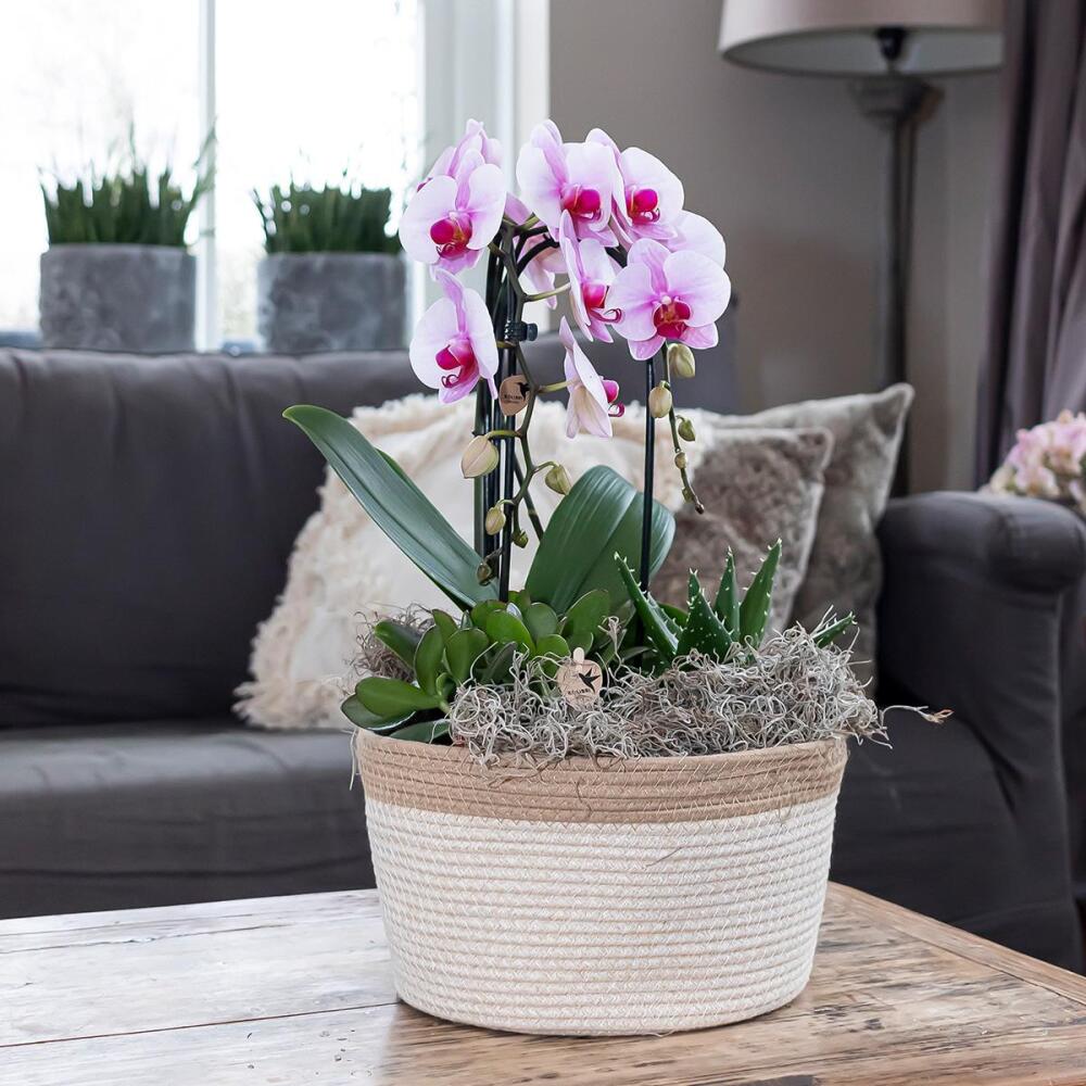 Original-Shopaufnahme: Kolibri Orchideen - Rosa Phalaenopsis Orchidee - Niagara Fall - Topfgröße 12cm - frisch vom Züchter