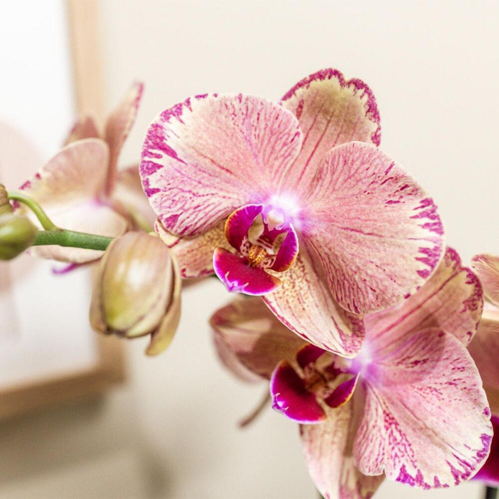 Unverändertes sauberes Original von Phalaenopsis Pirate Picotee: warme cremefarbene Blüte mit feinen rosa Adern, magentafarbenem Picotee-Rand und gezeichneter Lippe