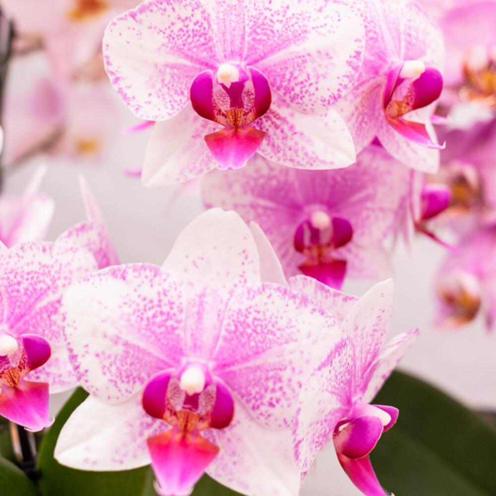 Unveränderte saubere Original-Shopaufnahme: Kolibri Orchids Rosa Phalaenopsis Orchidee Mineral Rotterdam Topfgröße 9cm blühende Topfpflanze frisch vom Züchter