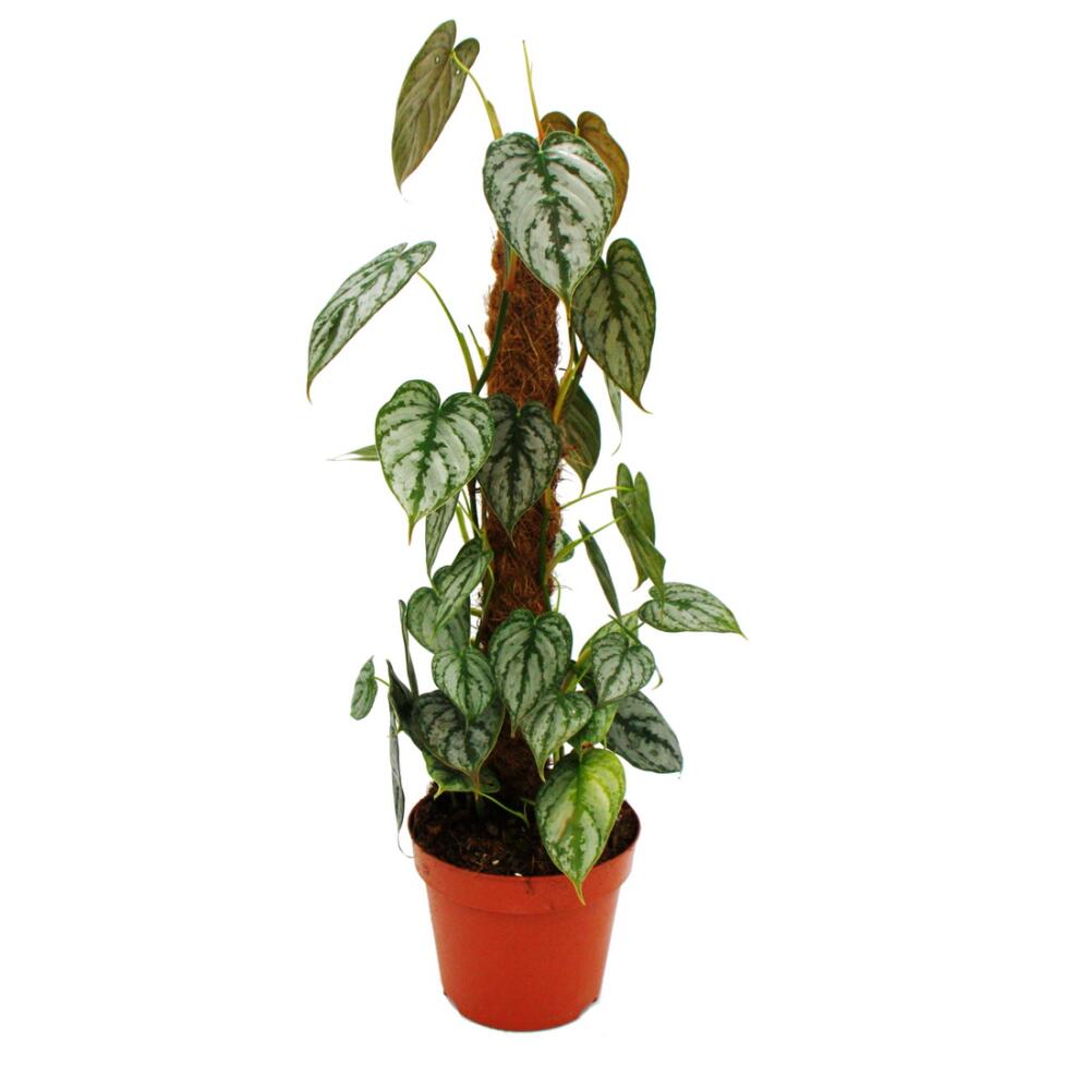Silberblatt-Philodendron – Original-Shopansicht 2