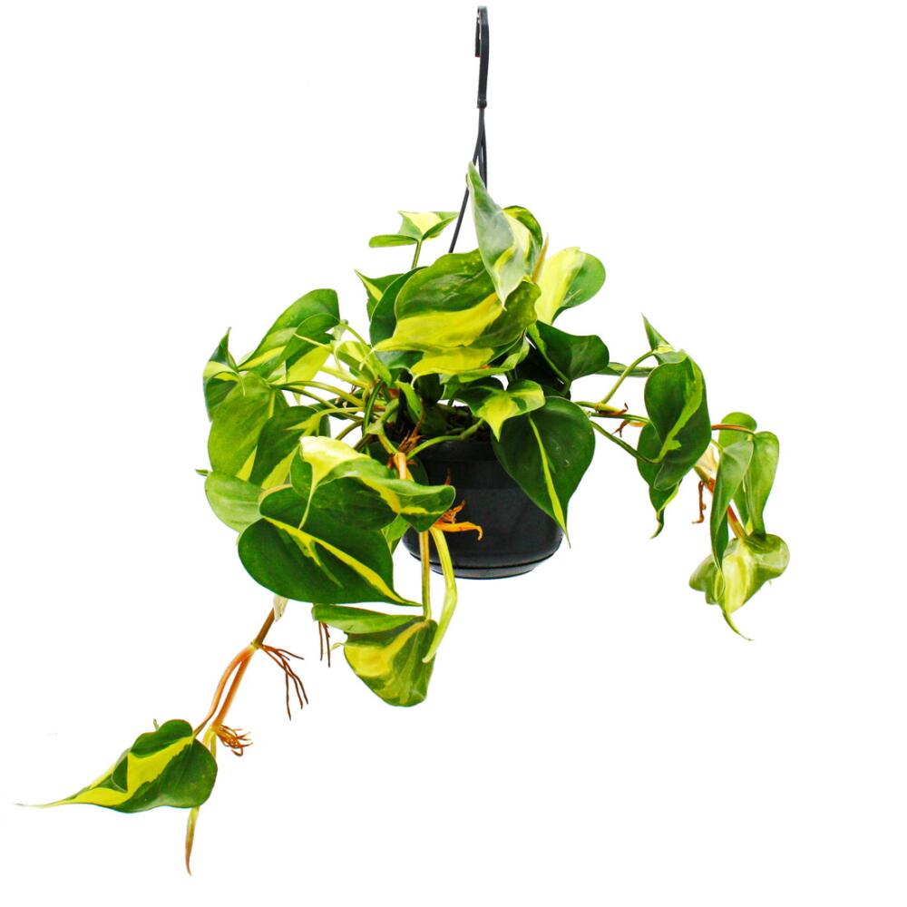 Unveränderte Original-Shopaufnahme: Philodendron scandens Brasil - Kletternder Baumfreund - zweifarbig - 15cm Ampeltopf - hängend