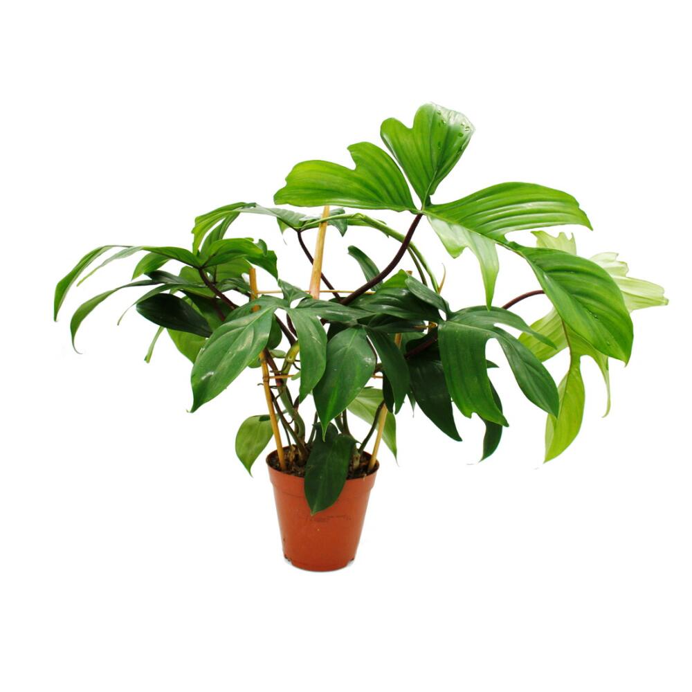 Baumfreund Florida Green – Original-Shopansicht 1
