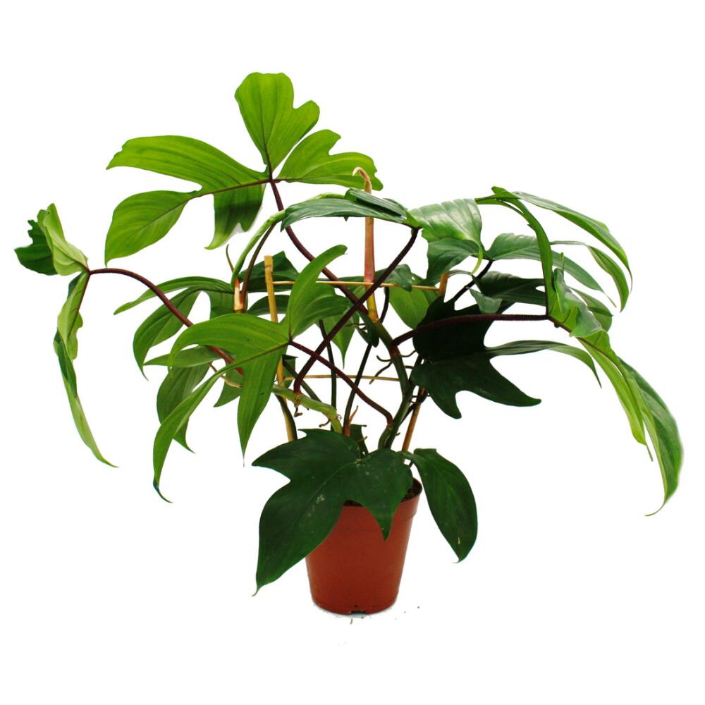Baumfreund Florida Green – Original-Shopansicht 2