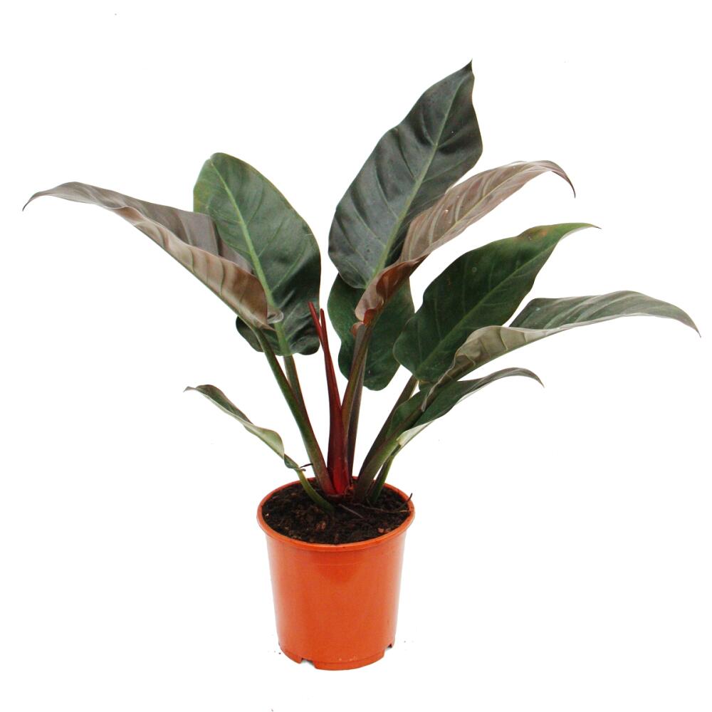 Photo originale de la boutique, inchangée : Philodendron Imperial Red en pot de 19 cm