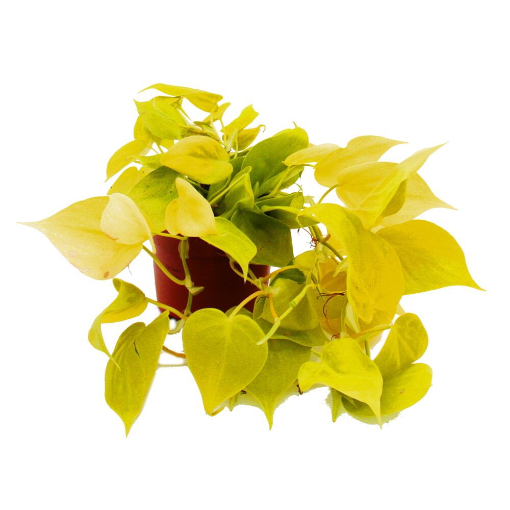 Baumfreund Lime – Original-Shopansicht 1