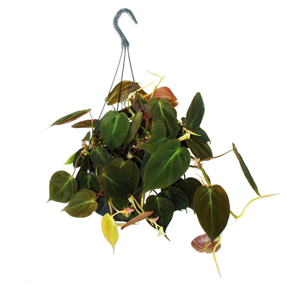 Unchanged original shop photograph: Philodendron micans, dark climbing philodendron, dark leaves, 15 cm hanging pot