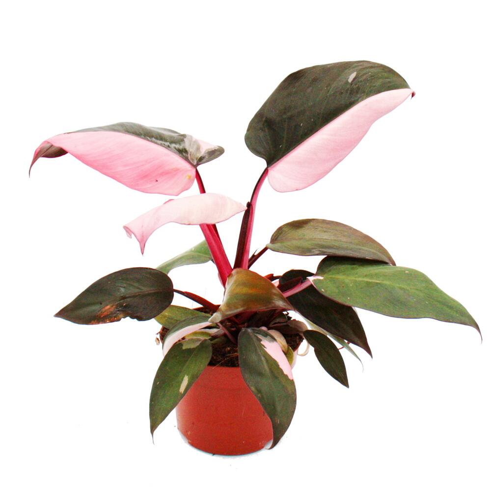 Original-Shopaufnahme: Philodendron Pink Princess - pink-schwarzer Baumfreund - 12cm Topf