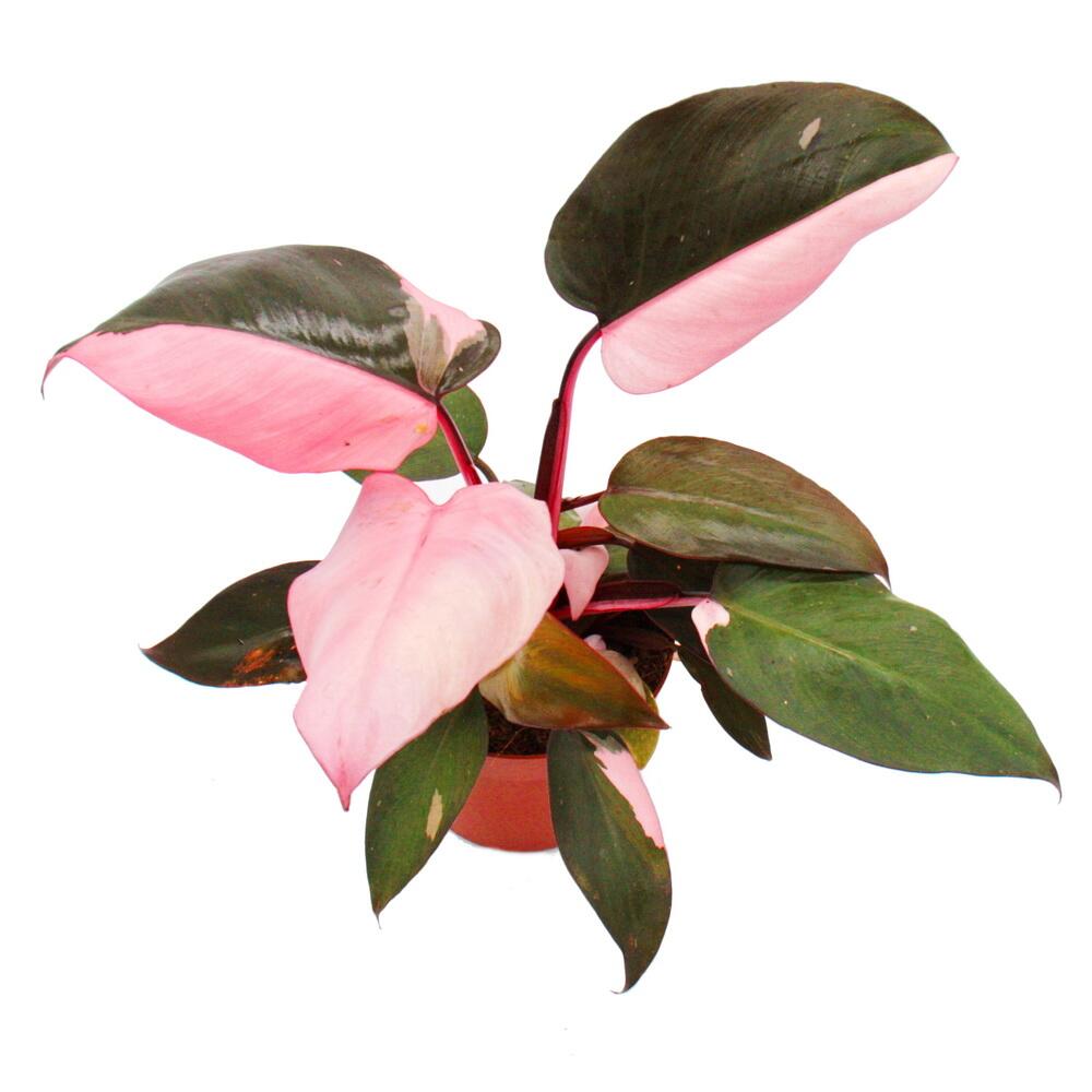 Original-Shopaufnahme: Philodendron Pink Princess - pink-schwarzer Baumfreund - 12cm Topf