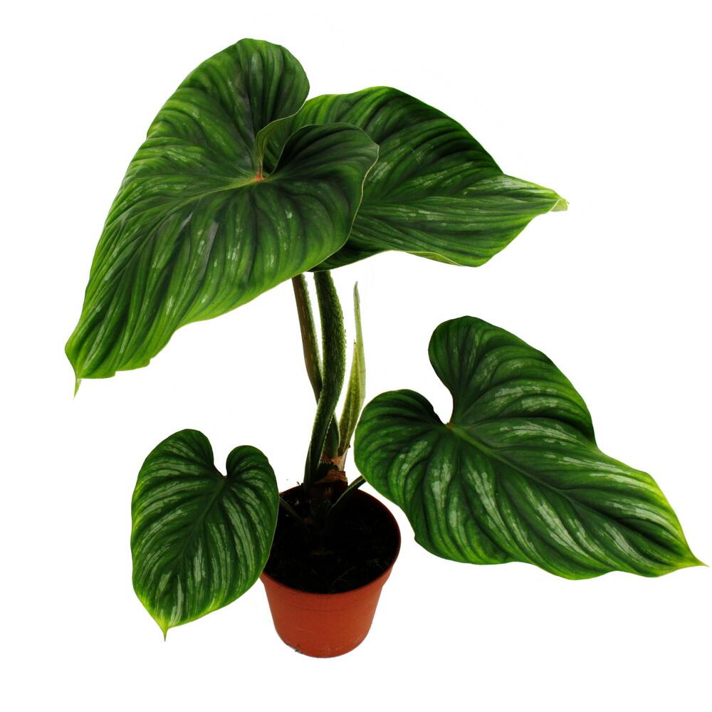 Unveränderte Original-Shopaufnahme: Philodendron plowmanii - der silbrige Baumfreund - 15cm Topf - Rarität