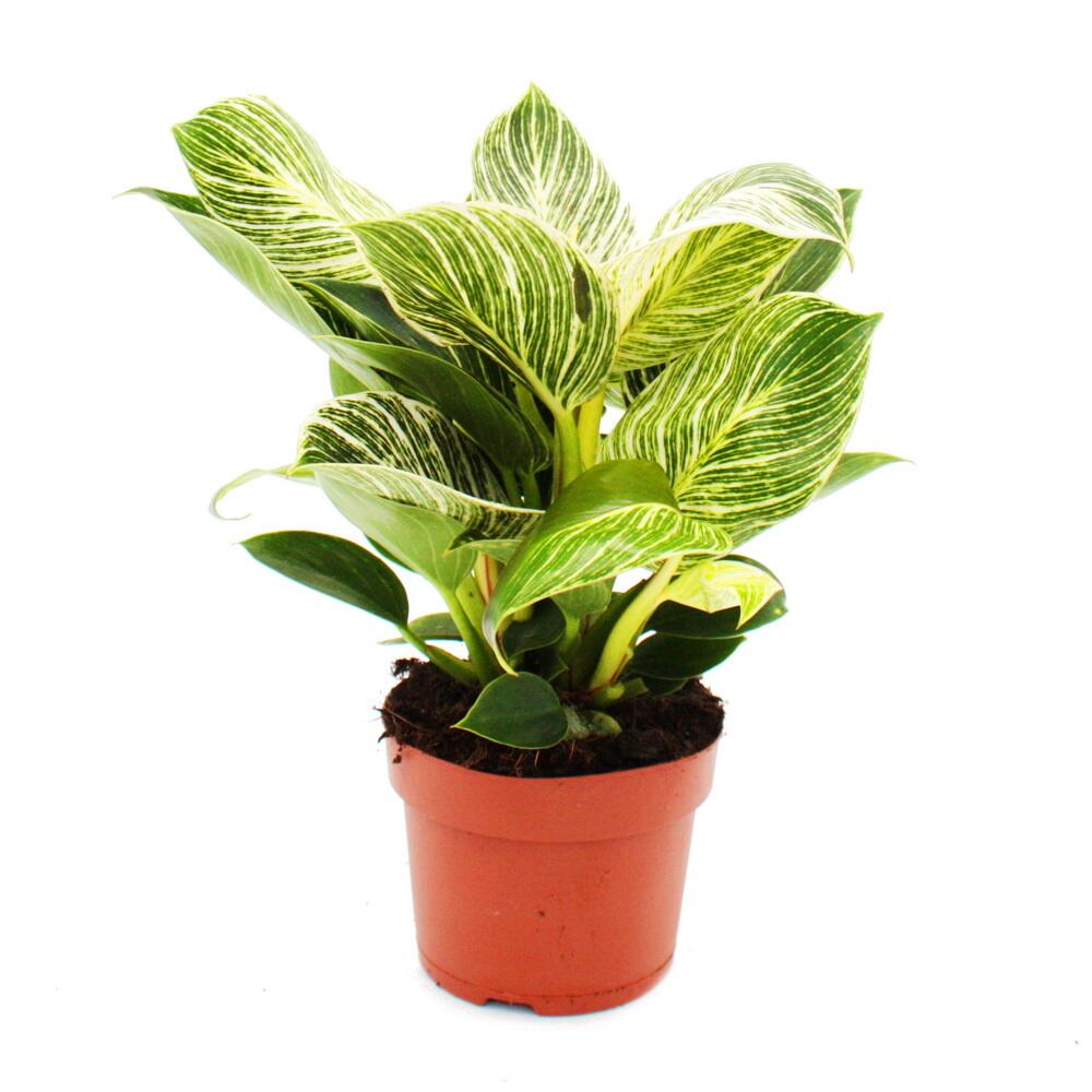 Original-Shopaufnahme: Philodendron White Wave - weiß-gestreifter Baumfreund - 12cm Topf
