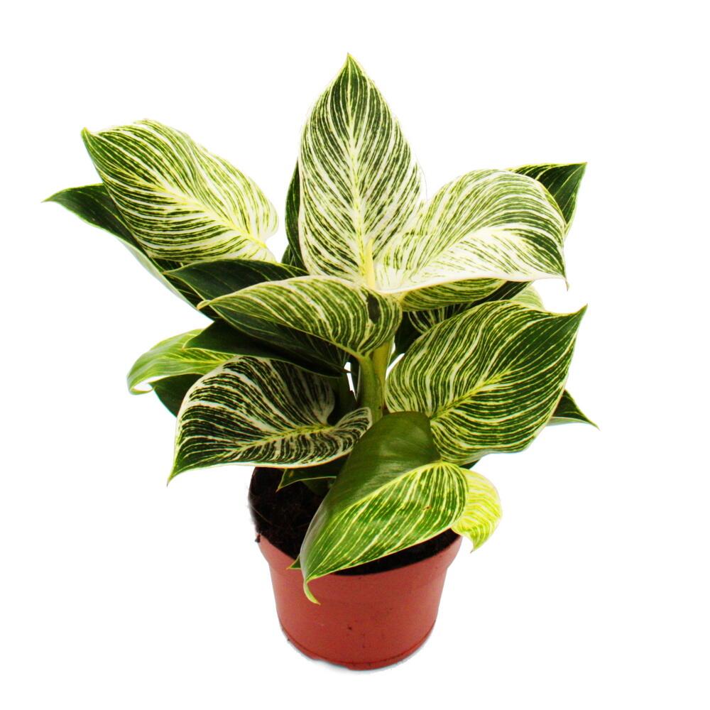 Original-Shopaufnahme: Philodendron White Wave - weiß-gestreifter Baumfreund - 12cm Topf