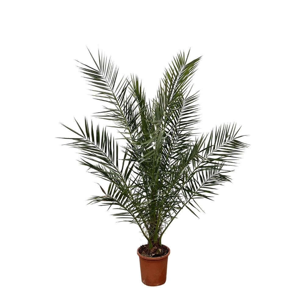 Kanarische Dattelpalme – Original-Shopansicht 1