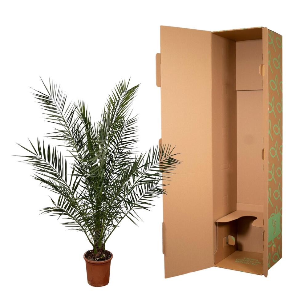 Kanarische Dattelpalme – Original-Shopansicht 2