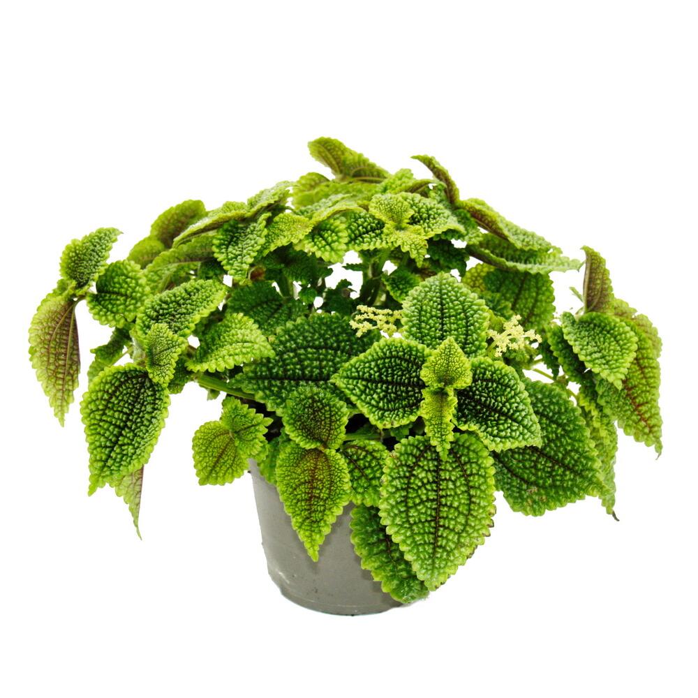 Photo originale propre du shop inchangée : plante d’artillerie – Pilea involucrata Moon Valley – plante aux cratères lunaires – pot de 12 cm