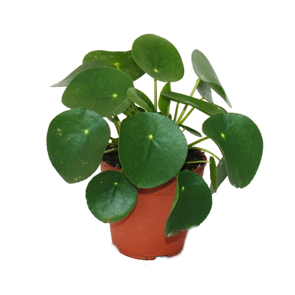 Junge Pilea peperomioides mit runden Blättern im 11-cm-Kulturtopf