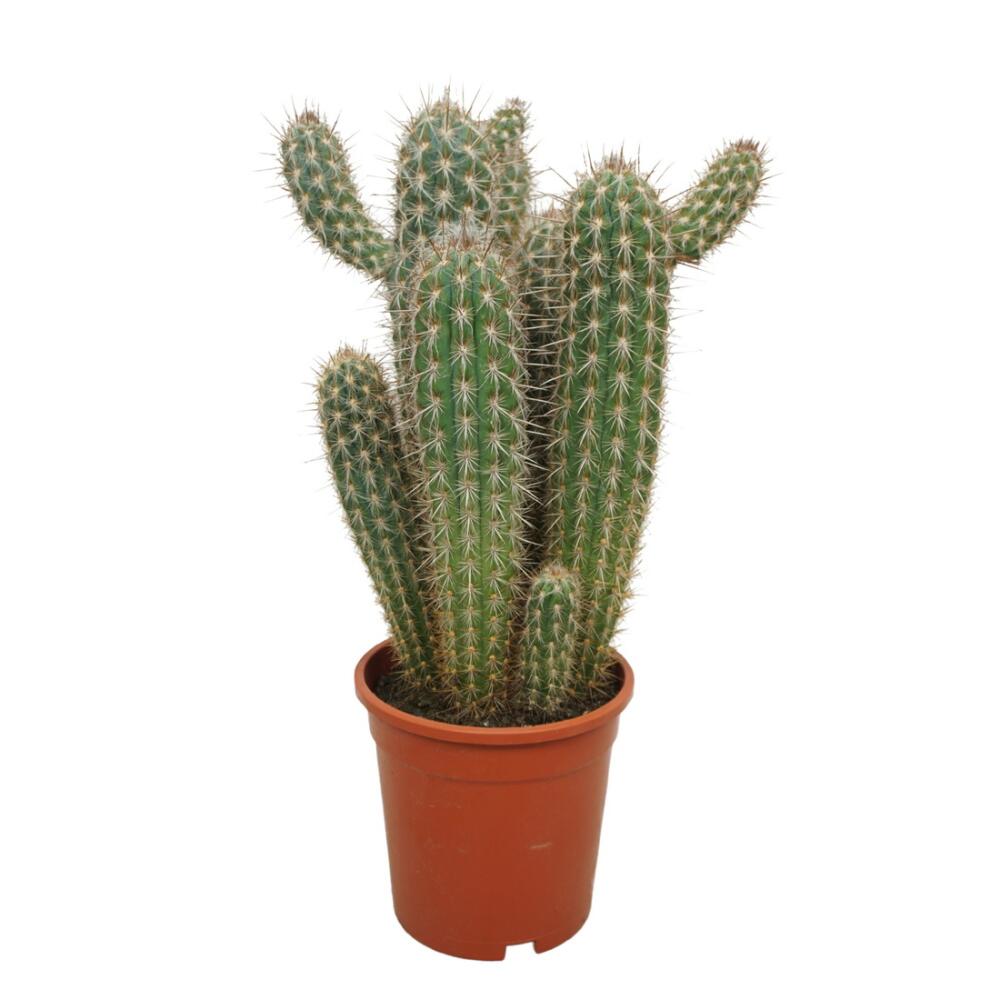 Original-Shopaufnahme: Säulenkaktus - Xique-Xique - Pilosocereus gounellei - Pflegeleichte Solitärpflanze- 17cm Topf