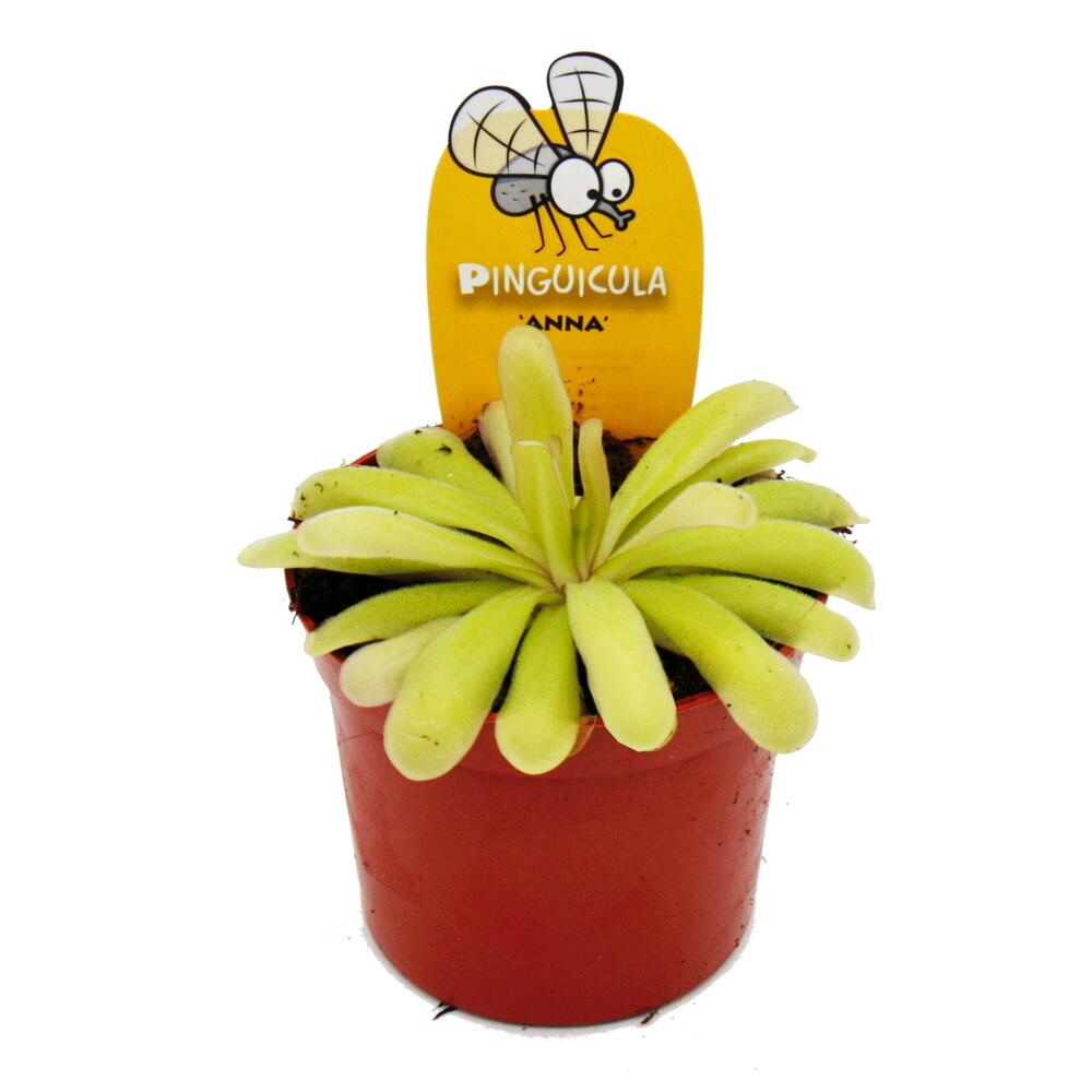Original-Shopaufnahme: Fleischfressende Pflanze - Zierliches Fettkraut - Pinguicula "Anna" - 9cm Topf