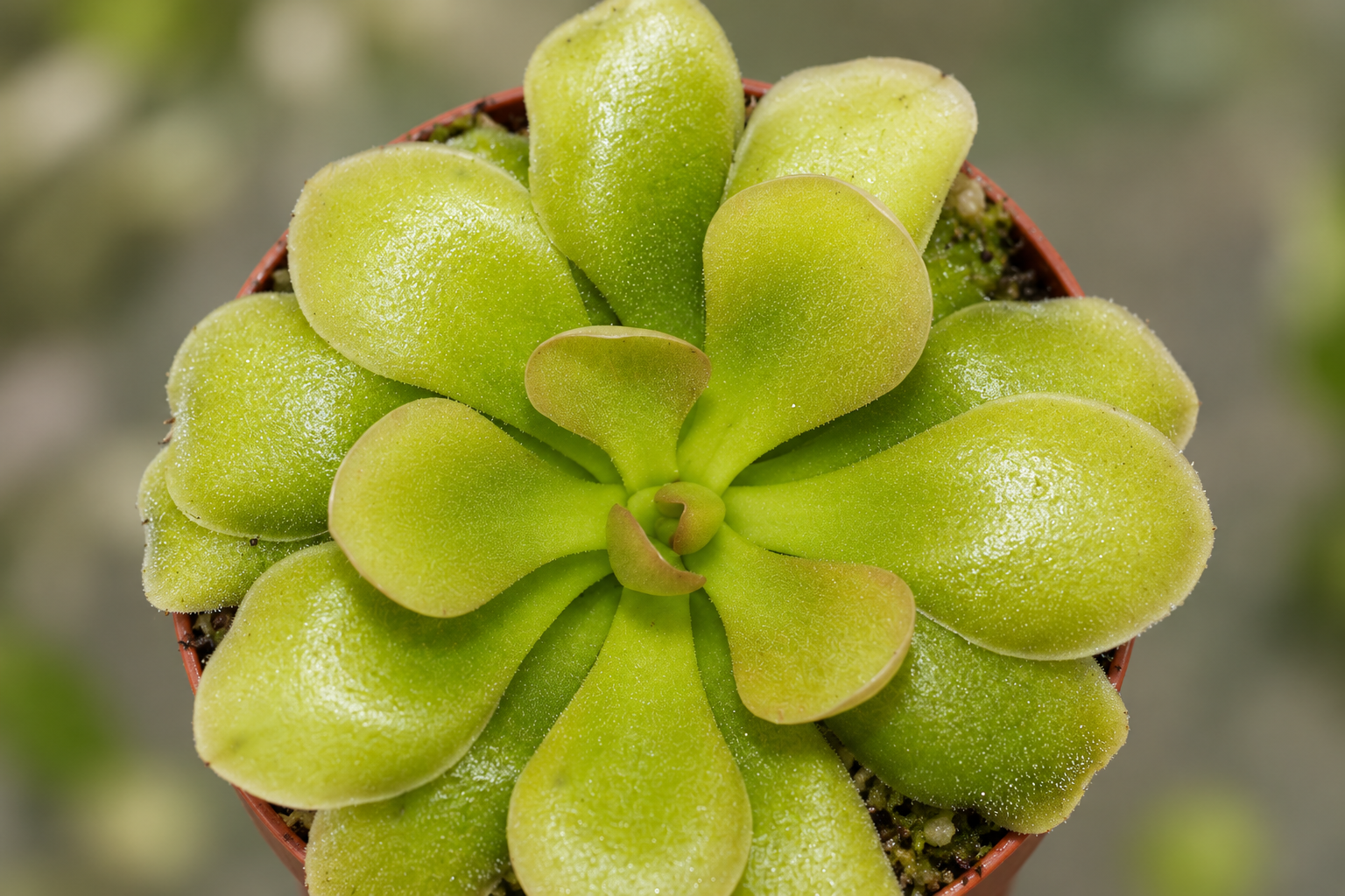 AI-created detail of the pale green Weser rosette with rounded trapping leaves and a fine glandular shimmer