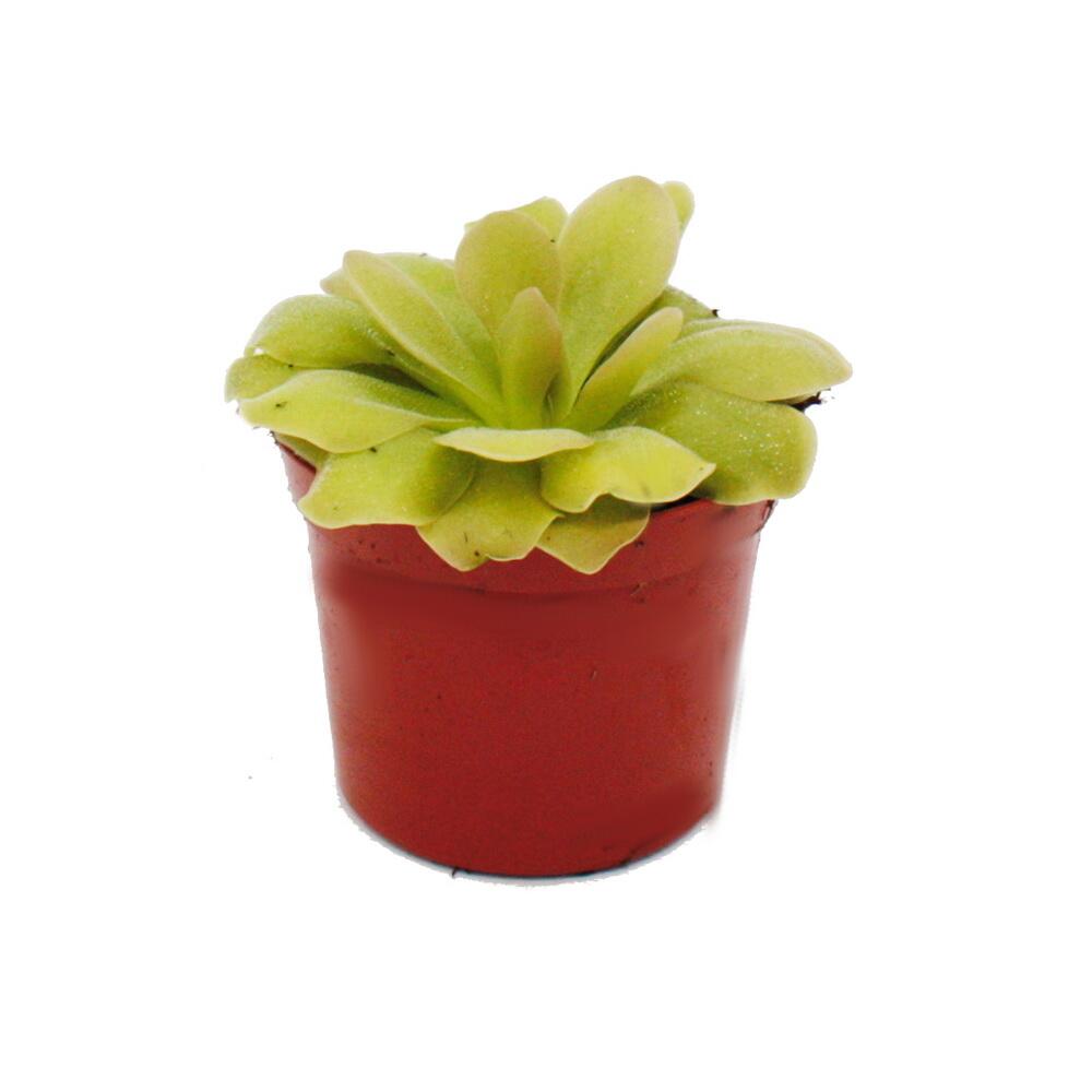 Unchanged clean shop original: green Weser rosette in a 9 cm nursery pot