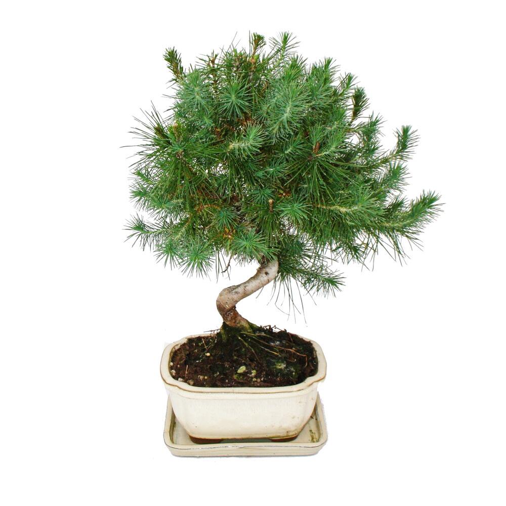 Aleppo pine bonsai – original shop view 2